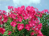Nerium oleander Seeds,Tropical - Caribbean garden seed