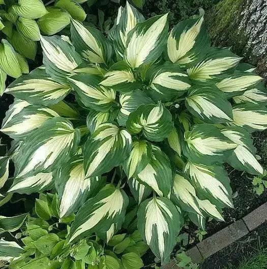 Night Before Christmas (Bareroot PLANT) Perennial - Caribbean garden seed