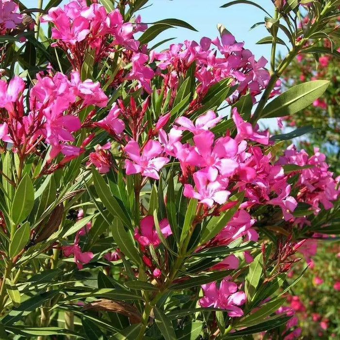 Nerium oleander Seeds,Tropical - Caribbean garden seed