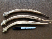 Nombo Giant Philippine Okra Seeds , Bhindi , Gumbo ,Asian Vegetable - Caribbean garden seed