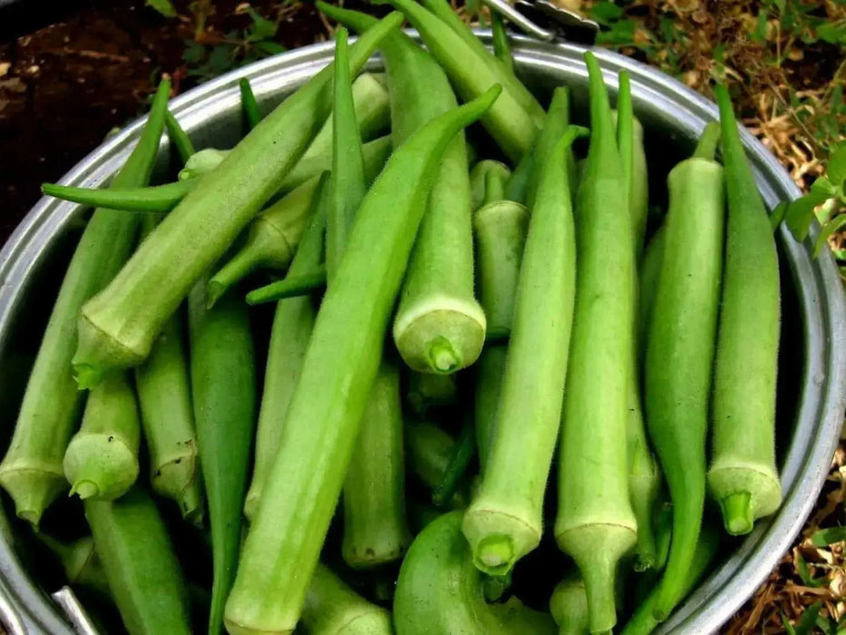 Nombo Giant Philippine Okra Seeds , Bhindi , Gumbo ,Asian Vegetable - Caribbean garden seed