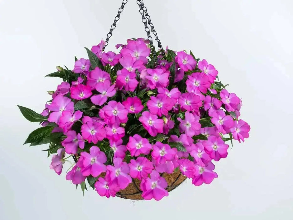 New Guinea Impatiens ,SUN TOLERANCE   (4 LIVE STARTER PLANTS) - Caribbean garden seed