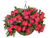 New Guinea Impatiens ,SUN TOLERANCE   (4 LIVE STARTER PLANTS) - Caribbean garden seed