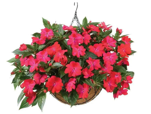 New Guinea Impatiens ,SUN TOLERANCE   (4 LIVE STARTER PLANTS) - Caribbean garden seed