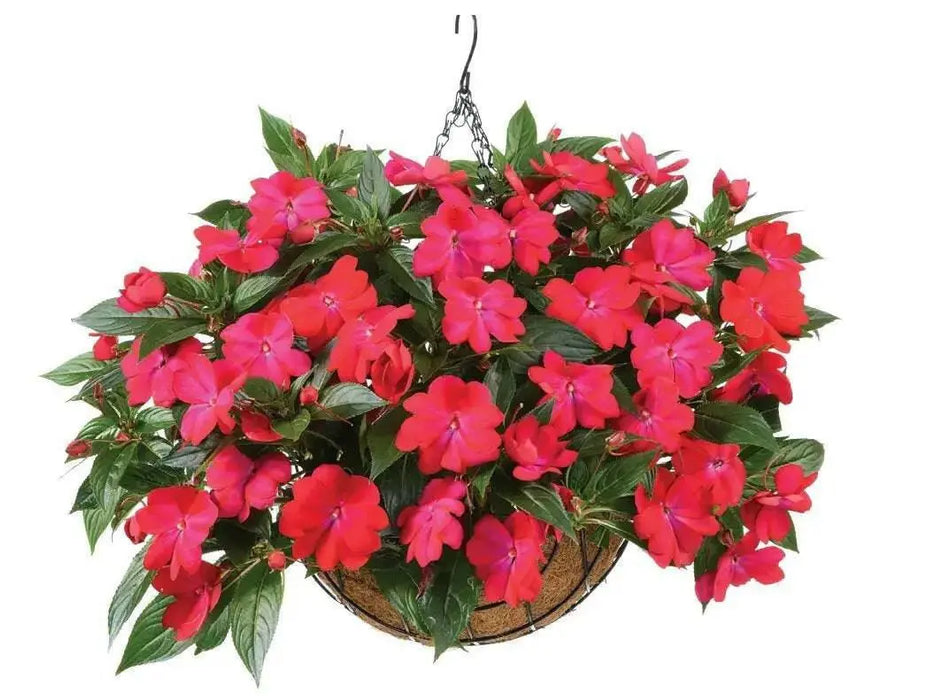 New Guinea Impatiens ,SUN TOLERANCE   (4 LIVE STARTER PLANTS) - Caribbean garden seed