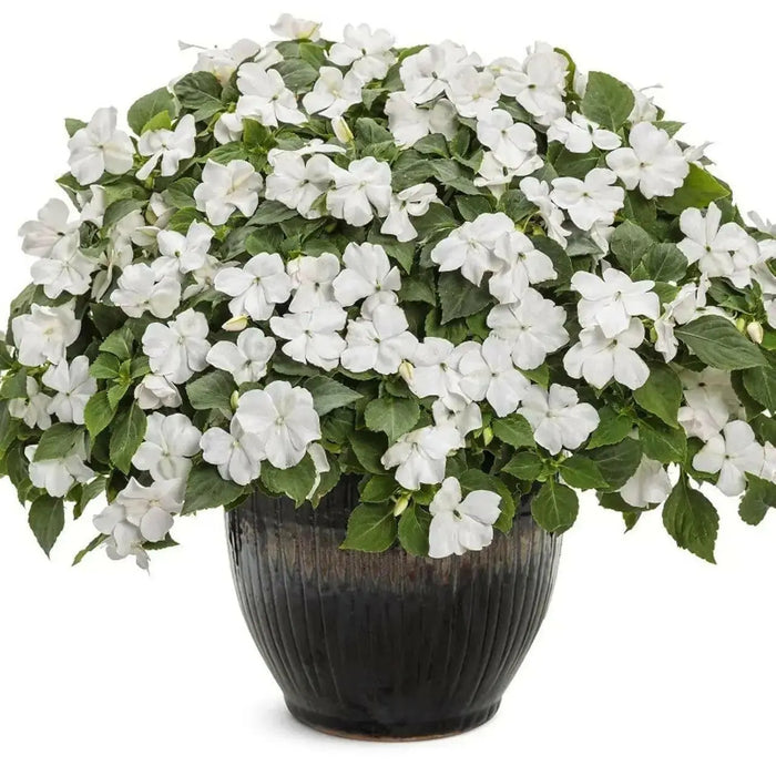 New Guinea Impatiens ,SUN TOLERANCE   (4 LIVE STARTER PLANTS) - Caribbean garden seed