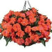 New Guinea Impatiens ,SUN TOLERANCE   (4 LIVE STARTER PLANTS) - Caribbean garden seed