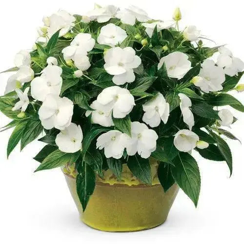 New Guinea Impatiens ,SUN TOLERANCE   (4 LIVE STARTER PLANTS) - Caribbean garden seed