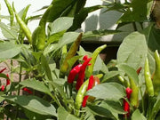 NIPPON TAKA Hot Pepper  (LIVE PLANTS -3' POT ) ASIAN CLUSTER PEPPER - Caribbean garden seed