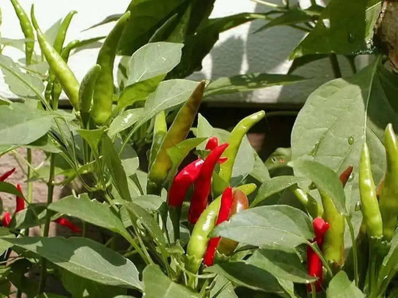 NIPPON TAKA Hot Pepper  (LIVE PLANTS -3' POT ) ASIAN CLUSTER PEPPER - Caribbean garden seed