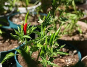 NIPPON TAKA Hot Pepper  (LIVE PLANTS -3' POT ) ASIAN CLUSTER PEPPER - Caribbean garden seed