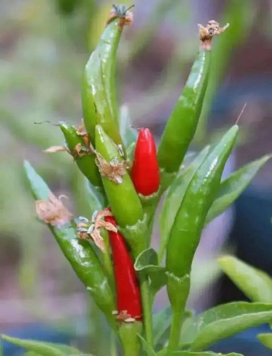 NIPPON TAKA Hot Pepper  (LIVE PLANTS -3' POT ) ASIAN CLUSTER PEPPER - Caribbean garden seed