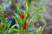 NIPPON TAKA Hot Pepper  (LIVE PLANTS -3' POT ) ASIAN CLUSTER PEPPER - Caribbean garden seed