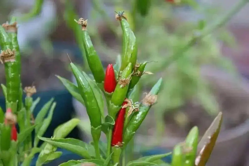 NIPPON TAKA Hot Pepper  (LIVE PLANTS -3' POT ) ASIAN CLUSTER PEPPER - Caribbean garden seed
