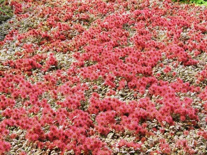 New Zealand Burrs SEEDS,  Ground covers - Caribbean garden seed