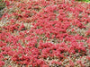 New Zealand Burrs SEEDS,  Ground covers - Caribbean garden seed