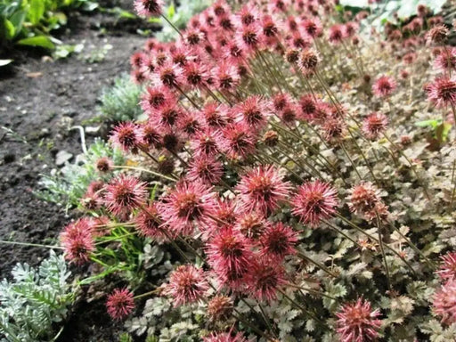 New Zealand Burrs SEEDS,  Ground covers - Caribbean garden seed