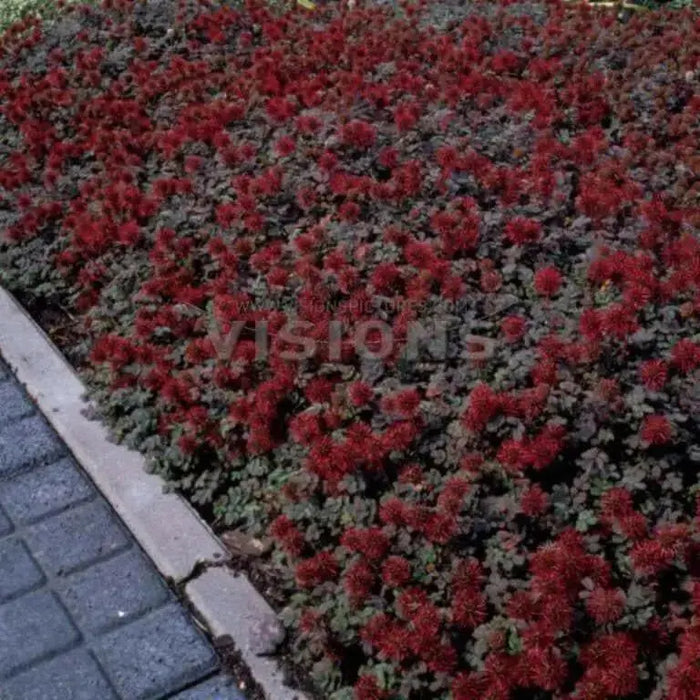 New Zealand Burrs SEEDS,  Ground covers - Caribbean garden seed