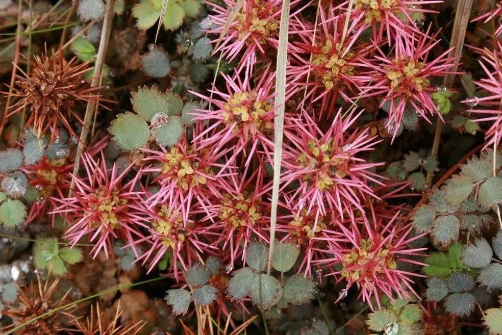 New Zealand Burrs SEEDS,  Ground covers - Caribbean garden seed