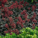 New Zealand Burrs SEEDS,  Ground covers - Caribbean garden seed
