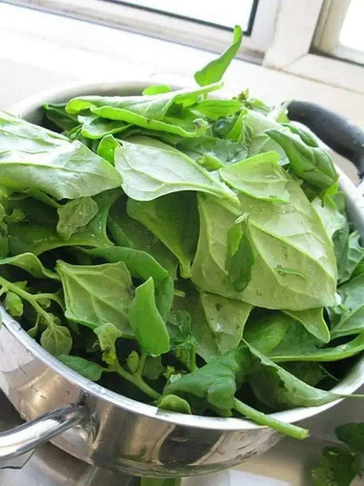 New Zealand Spinach  (Tetragonia Tetragonioides) seeds - Caribbean garden seed