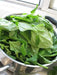 New Zealand Spinach  (Tetragonia Tetragonioides) seeds - Caribbean garden seed
