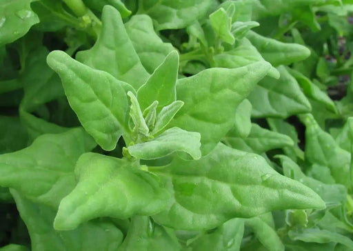New Zealand Spinach  (Tetragonia Tetragonioides) seeds - Caribbean garden seed