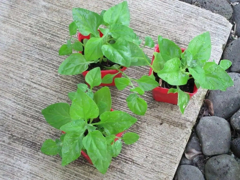 New Zealand Spinach  (Tetragonia Tetragonioides) seeds - Caribbean garden seed