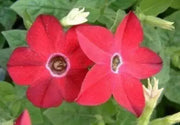 Nicotiana SEEDS (Nicotiana Alata Crimson Bedder) Flowering Tobacco - Caribbean garden seed