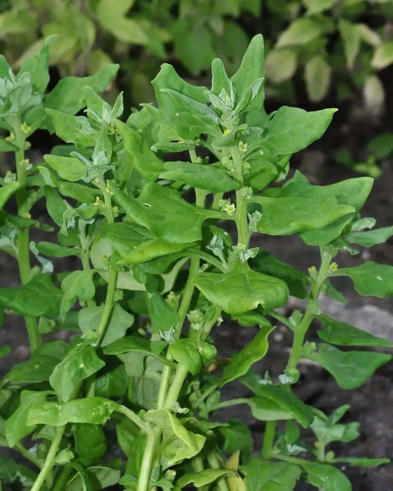 New Zealand Spinach  (Tetragonia Tetragonioides) seeds - Caribbean garden seed