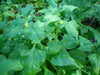 New Zealand Spinach  (Tetragonia Tetragonioides) seeds - Caribbean garden seed