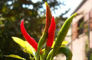 NIPPON TAKA Hot Pepper SEEDS -Capsicum annuum, ASIAN VEGETABLE - Caribbean garden seed