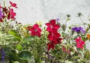 Nicotiana SEEDS (Nicotiana Alata Crimson Bedder) Flowering Tobacco - Caribbean garden seed