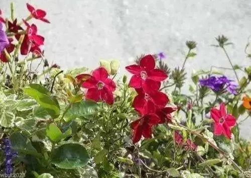 Nicotiana SEEDS (Nicotiana Alata Crimson Bedder) Flowering Tobacco - Caribbean garden seed
