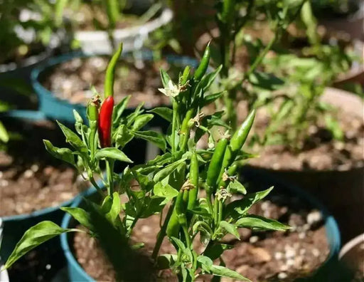 NIPPON TAKA Hot Pepper SEEDS -Capsicum annuum, ASIAN VEGETABLE - Caribbean garden seed