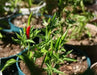 NIPPON TAKA Hot Pepper SEEDS -Capsicum annuum, ASIAN VEGETABLE - Caribbean garden seed