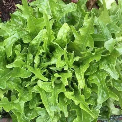 Oakleaf Royal Green Lettuce Seeds, Annual Vegetable - Caribbean garden seed