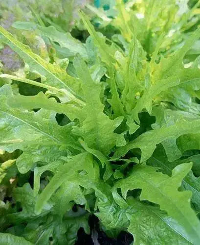 Oakleaf Royal Green Lettuce Seeds, Annual Vegetable - Caribbean garden seed
