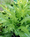 Oakleaf Royal Green Lettuce Seeds, Annual Vegetable - Caribbean garden seed