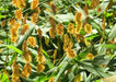 Northern Sea Oats Seed,(Chasmanthium latifoliumvery attractive ornamental grass - Caribbean garden seed