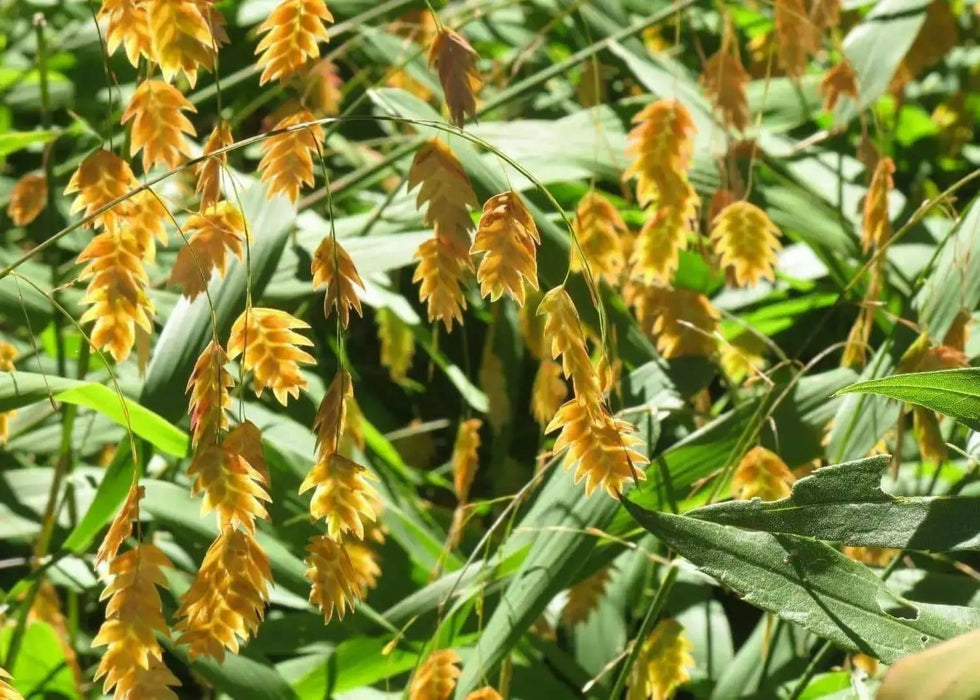 Northern Sea Oats Seed,(Chasmanthium latifoliumvery attractive ornamental grass - Caribbean garden seed