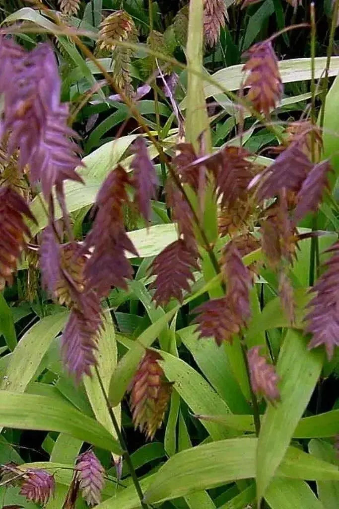 Northern Sea Oats Seed,(Chasmanthium latifoliumvery attractive ornamental grass - Caribbean garden seed