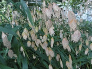 Northern Sea Oats Seed,(Chasmanthium latifoliumvery attractive ornamental grass - Caribbean garden seed