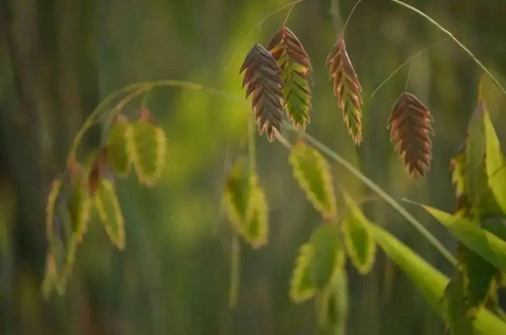 Northern Sea Oats Seed,(Chasmanthium latifoliumvery attractive ornamental grass - Caribbean garden seed