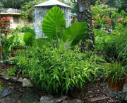 Northern Sea Oats Seed,(Chasmanthium latifoliumvery attractive ornamental grass - Caribbean garden seed
