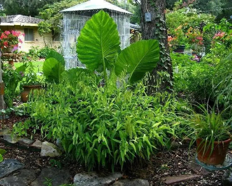 Northern Sea Oats Seed,(Chasmanthium latifoliumvery attractive ornamental grass - Caribbean garden seed