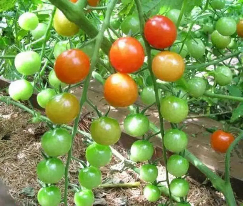 Non-GMO Sweetie Tomato - Open-Pollinated  - Small Cherry tomato - Lycopersicon lycopersicum)  Super Sweet - Caribbean garden seed