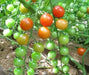 Non-GMO Sweetie Tomato - Open-Pollinated  - Small Cherry tomato - Lycopersicon lycopersicum)  Super Sweet - Caribbean garden seed