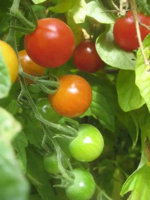 Non-GMO Sweetie Tomato - Open-Pollinated  - Small Cherry tomato - Lycopersicon lycopersicum)  Super Sweet - Caribbean garden seed