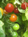 Non-GMO Sweetie Tomato - Open-Pollinated  - Small Cherry tomato - Lycopersicon lycopersicum)  Super Sweet - Caribbean garden seed